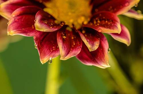 plant yellow and red flower petals in macro shot photography flower