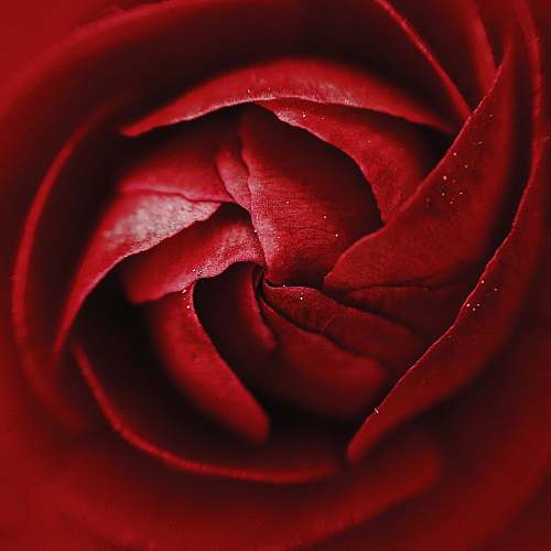 flower  blossom