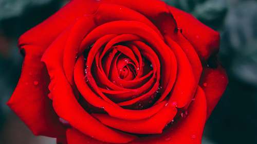 flower close up photography red rose flower blossom