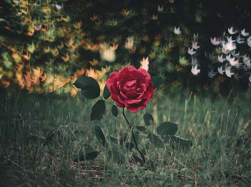 flower photo of red rose blossom