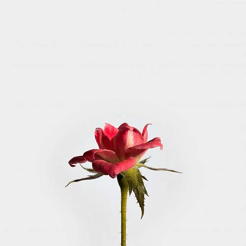 flower red rose flower lauro de freitas