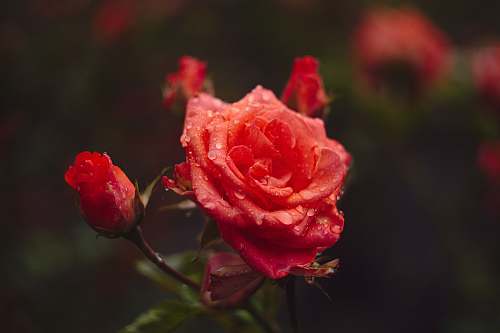 flower red rose flower with water dew plant
