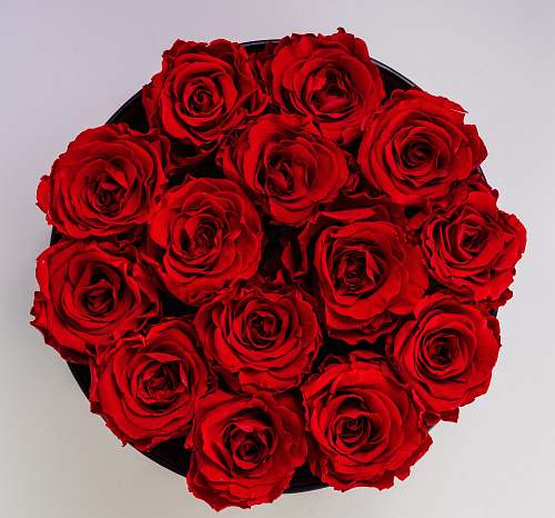 plant red roses flower