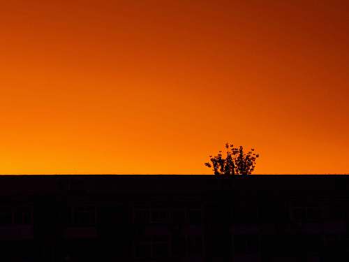 outdoors silhouette photo of plant sunrise