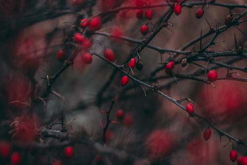 night red cherry fruits dark