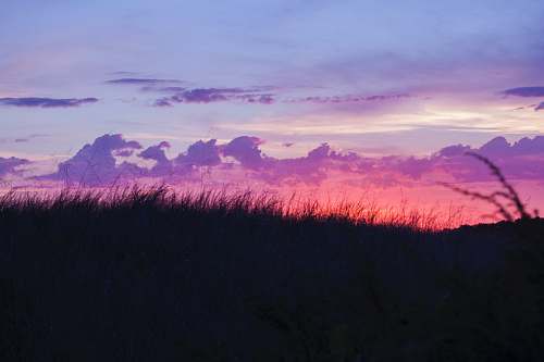 sunset silhouette of grass during golden hour cloud