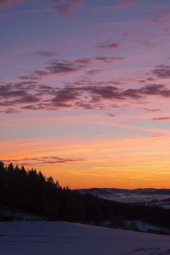 sunset silhouette of pine trees during golden hour austria