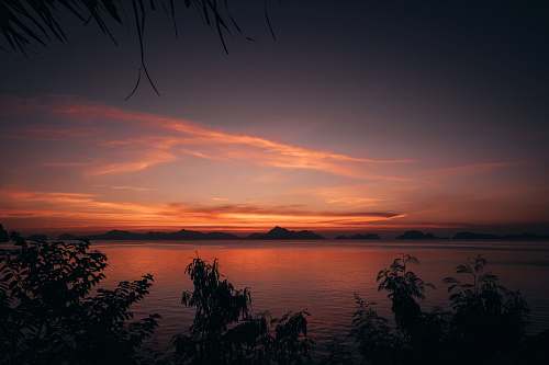 tree silhouette of plants beside body of water sunset
