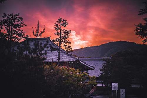 dusk gray roofed temple surrounded with trees sunrise