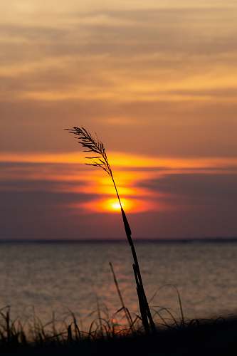 nature selective focus photo of grasses beside sea sky