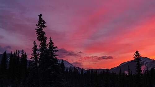 sky silhouette of trees background of mountain canada