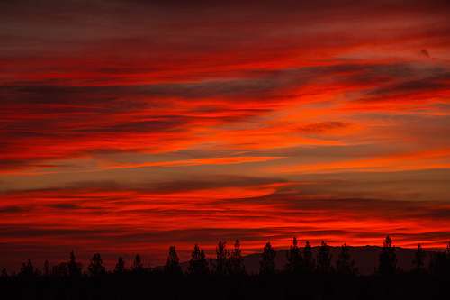 sky silhouette of trees nature