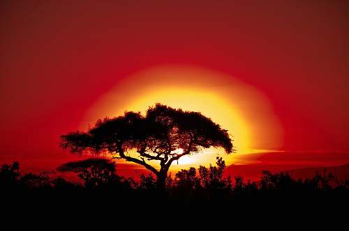 nature silhouette photo of trees outdoors