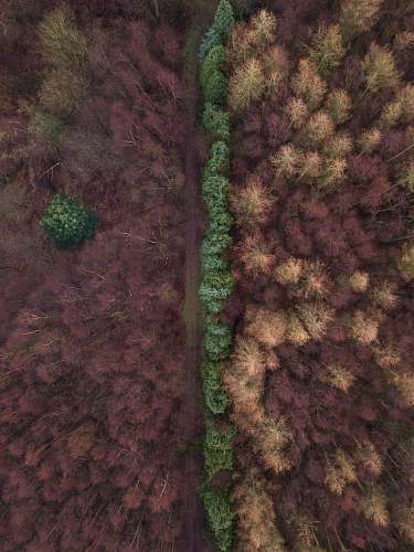 everingham aerial photography of tree lined dirt road at daytime united kingdom