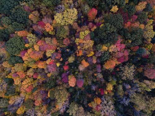 autumn bird's eye view photo of green leafed trees cabbage