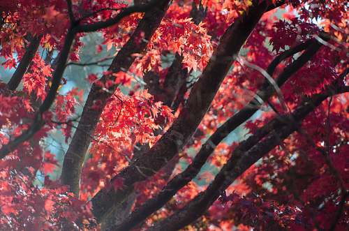 branch close up photo of maple tree foliage