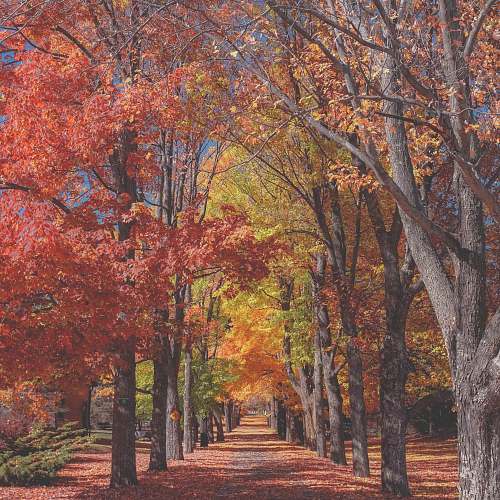 fall concrete pathway near red and yellow leaf tree trees