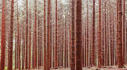 trees landscape photography of woods forest