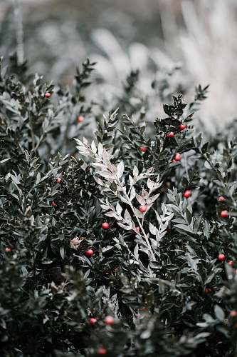 bush macro photography of green plants conifer
