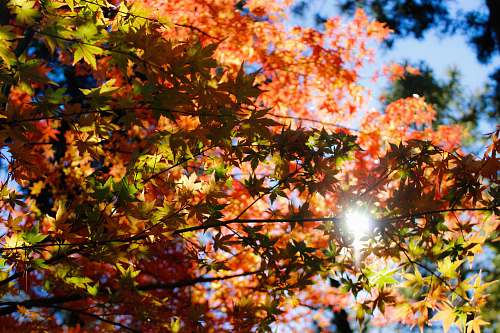 maple maple tree under clear skies at daytime japan