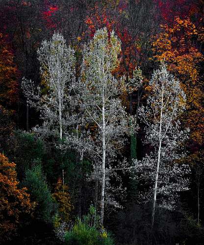 forest photo of green trees autumn
