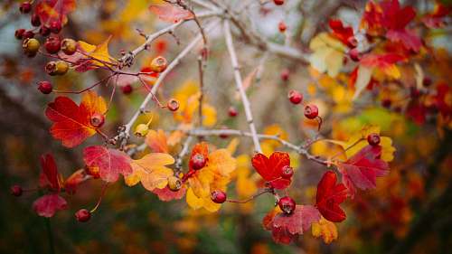 autumn photo of red and yellow flowers fall
