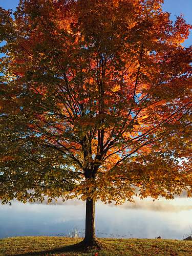 autumn red and brown leafy tree at daytime fall