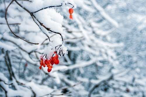woodland red flowers covered by snow forest