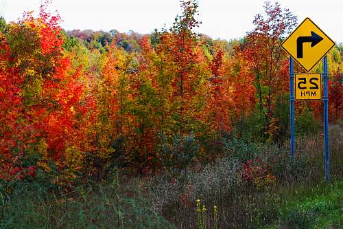 forest scenery of trees during fall road