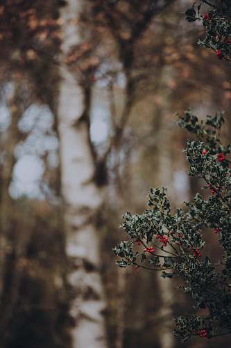 plant selective focus photography of green leafed plant with red cherry fruit bush