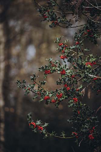 bush shallow focus photo of red fruit blossom