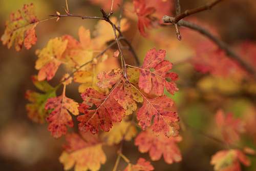 leaf wilted leaves veins