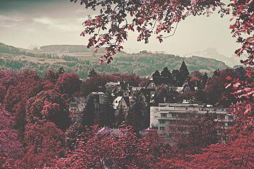 bern gray concrete buildings between red leaf trees at daytime switzerland