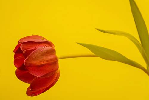 flower red rose illustration plant