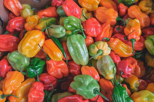 pepper chili pepper lot bell pepper