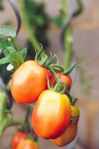 food selective focus photography of tomatoes tomato