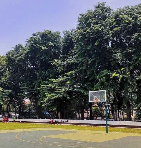 people green trees on gray concrete road during daytime person