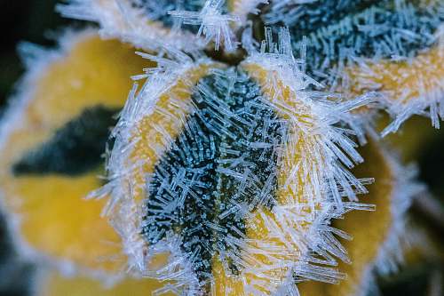 nature ice forming on flower outdoors