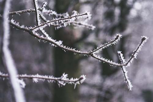 nature tree covered with snow selective focus photography outdoors