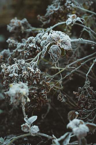 nature white and brown plant in close up photography outdoors