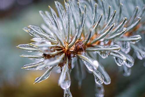 nature white flower in macro lens outdoors