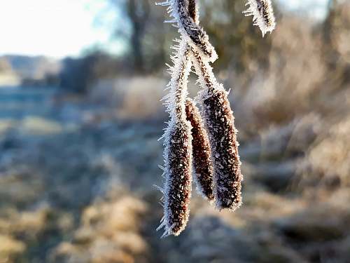 ice  outdoors