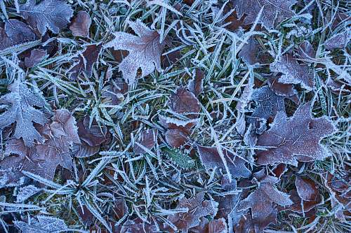 ice maroon-leafed plants outdoors