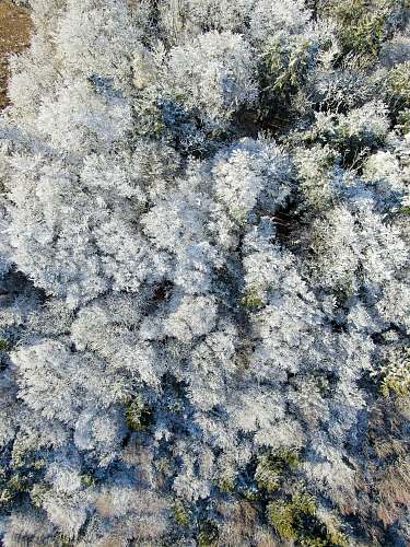 nature  ice