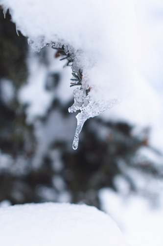 nature snow covered tree during day ice