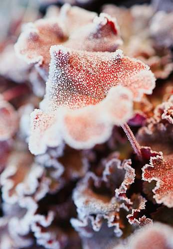 nature white and brown plant in close up photography ice