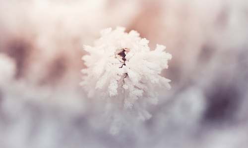 nature white cotton in close up photography ice