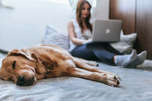 dog Golden Retriever lying on bed pet