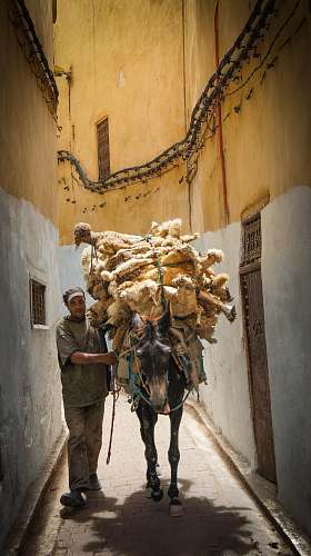person horse carrying dolls on pathway with a man animal