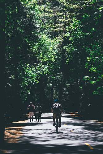 human person riding bicycle between trees person